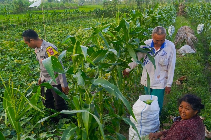 Petani Kuripan Utara Terapkan Inovasi Pertanian Didukung Polri