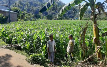 Polisi Sambangi Petani Jagung di Sekotong Timur, Dukung Ketahanan Pangan
