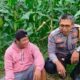 Bhabinkamtibmas Lembar Pererat Silaturahmi, Dorong Produksi Jagung Petani