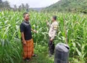 Polri Hadir di Ladang Jagung Sekotong, Dorong Stabilitas Pangan