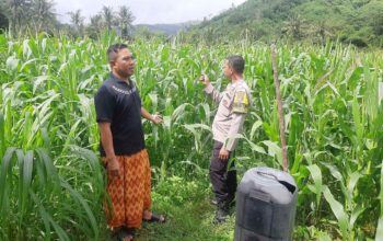 Polri Hadir di Ladang Jagung Sekotong, Dorong Stabilitas Pangan