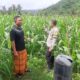 Bhabinkamtibmas Sekotong Dukung Petani Jagung Menuju Swasembada
