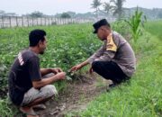 Polsek Kuripan Gandeng Warga Tongkek Wujudkan Swasembada Pangan Keluarga