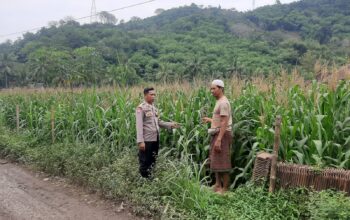Polsek Lembar Dorong Produktivitas Jagung di Lombok Barat