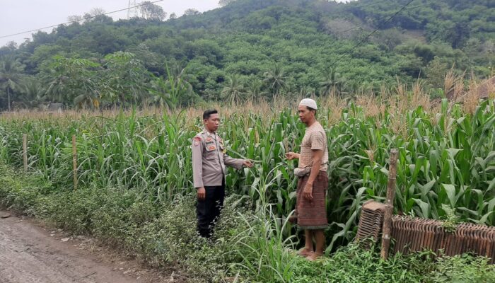 Sinergi Polri dan Petani Jagung di Desa Sekotong Timur