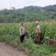 Polsek Lembar Dorong Produktivitas Jagung di Lombok Barat