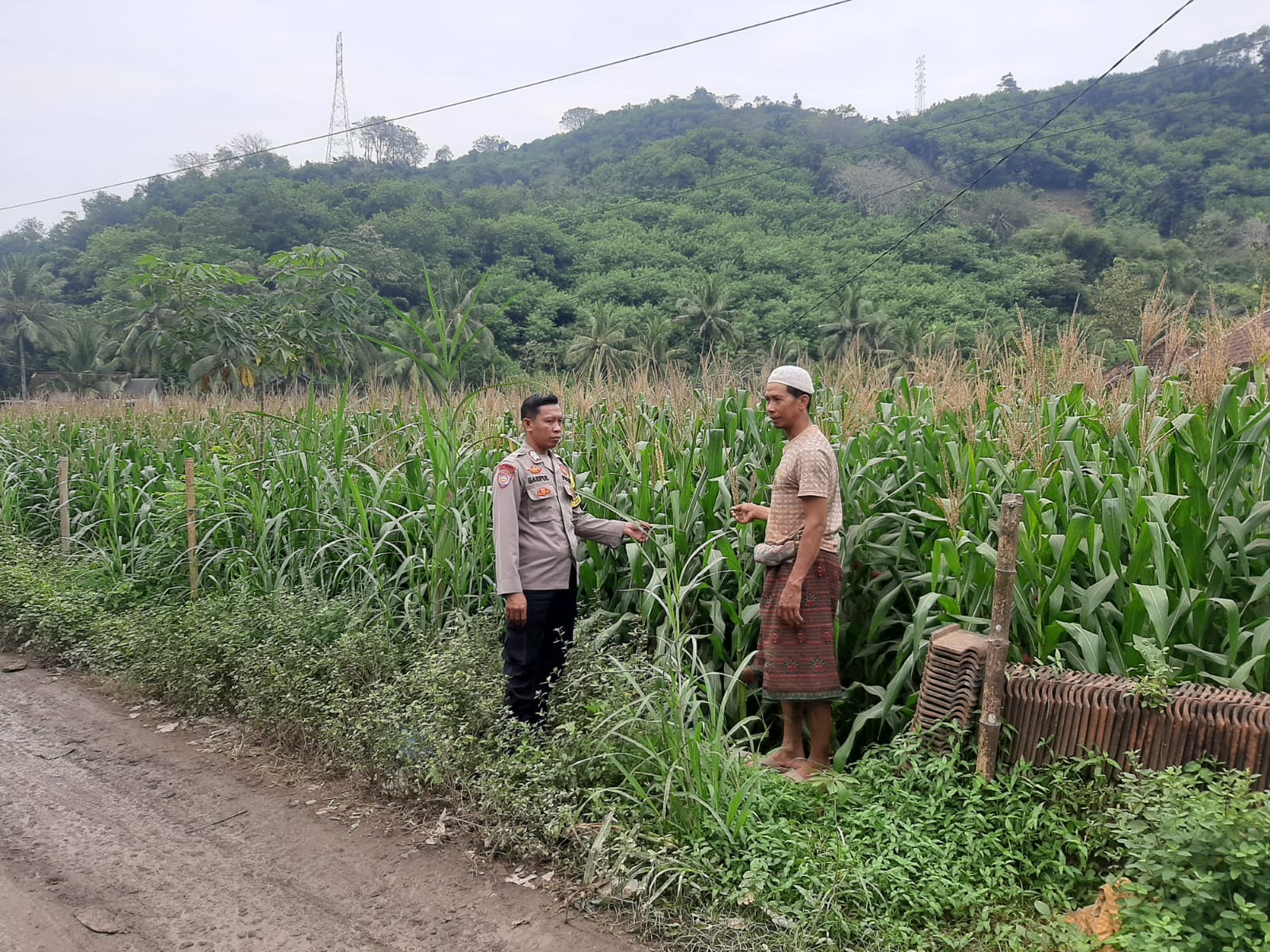 Polsek Lembar Dorong Produktivitas Jagung di Lombok Barat