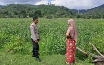 Polsek Lembar Dukung Ketahanan Pangan Lewat Sambang Petani di Sekotong Timur