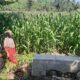 Bhabinkamtibmas Sambangi Petani Jagung di Sekotong Timur