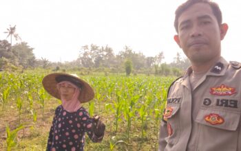 Program Ketahanan Pangan Diperkuat Lewat Kunjungan Polsek Lembar ke Petani