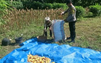 Ketahanan Pangan Dimulai dari Dusun Gelumpang Sekotong, Bhabinkamtibmas Turun Langsung