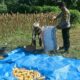 Ketahanan Pangan Dimulai dari Dusun Gelumpang Sekotong, Bhabinkamtibmas Turun Langsung