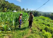 Sinergi Polri-Petani, Pengecekan Lahan Jagung di Mareje Timur