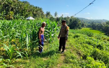 Sinergi Polri-Petani, Pengecekan Lahan Jagung di Mareje Timur