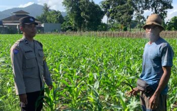 Sinergi Polri dan Petani Gerung dalam Wujudkan Ketahanan Pangan