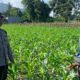 Sinergi Polri dan Petani Gerung dalam Wujudkan Ketahanan Pangan