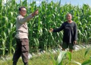 Polsek Lembar Dampingi Petani Jagung di Gunung Gundil