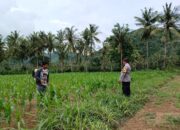 Bhabinkamtibmas di Gerung Dukung Petani Jagung di Giri Tembesi