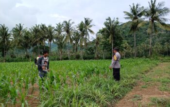 Bhabinkamtibmas di Gerung Dukung Petani Jagung di Giri Tembesi