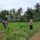 Bhabinkamtibmas di Gerung Dukung Petani Jagung di Giri Tembesi