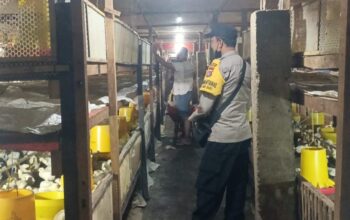 Sinergi Polri dan Warga Ombe Baru Perkuat Ketahanan Pangan Lokal