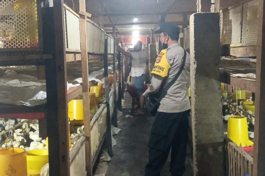 Bhabinkamtibmas Ombe Baru Dorong Ketahanan Pangan Lewat Kunjungan ke Peternak Ayam