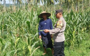 Bhabinkamtibmas Sekotong Dukung Petani Jagung Wujudkan Ketahanan Pangan