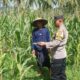 Polri Dampingi Petani Jagung di Sekotong: Sinergi Menuju Swasembada Pangan