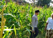 Langkah Strategis Polri Jaga Ketahanan Pangan di Desa Mareje Timur