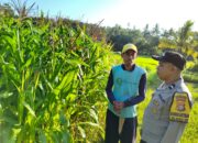 pertanian, polisi, jagung, Mareje, Lembar, pangan, petani, desa, keamanan, panen
