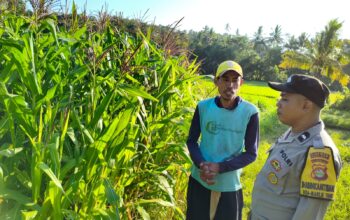 Bhabinkamtibmas Lembar Aktif Dampingi Petani Jagung Mareje Timur