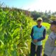 Bhabinkamtibmas Lembar Aktif Dampingi Petani Jagung Mareje Timur