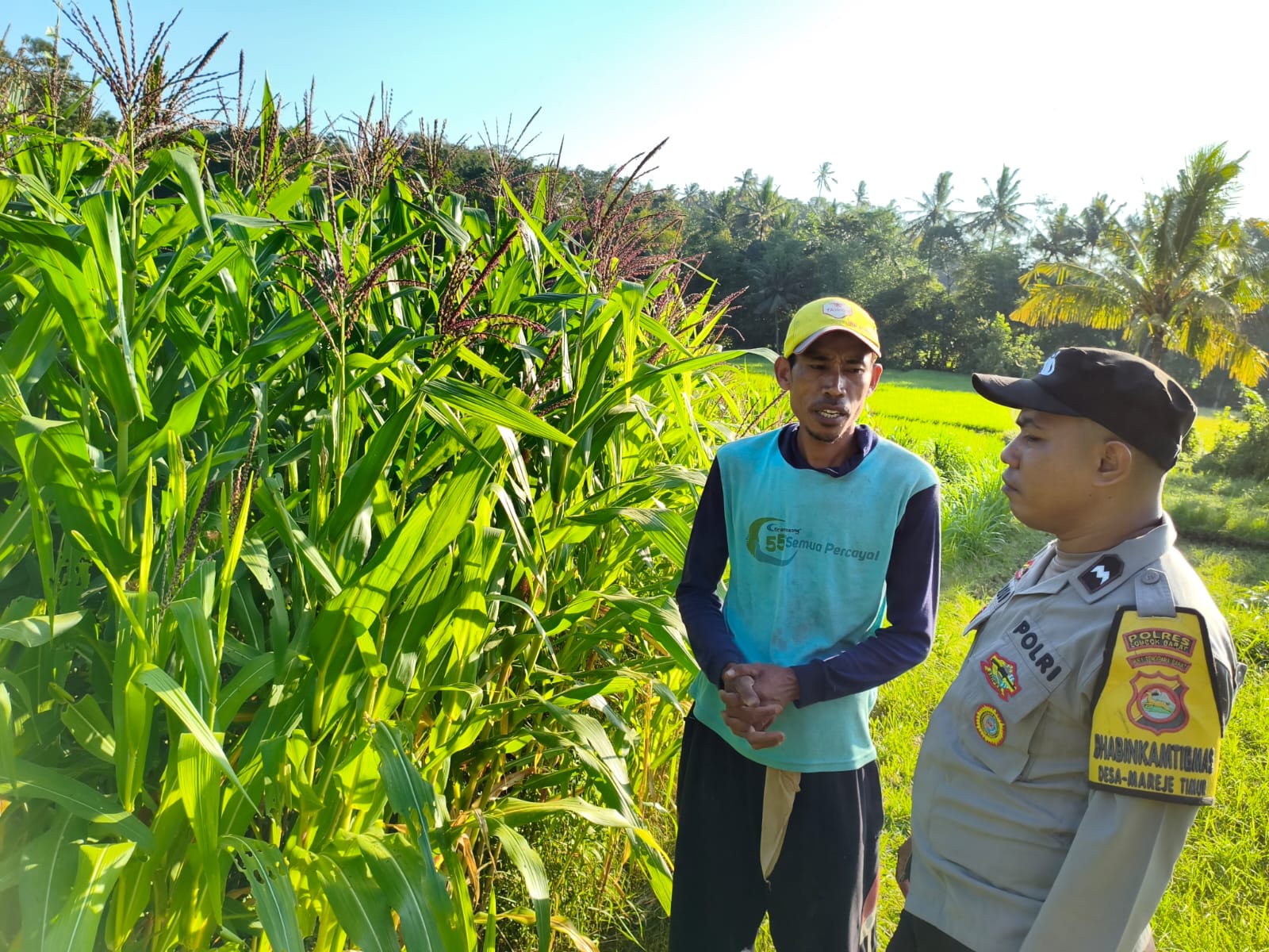 pertanian, polisi, jagung, Mareje, Lembar, pangan, petani, desa, keamanan, panen