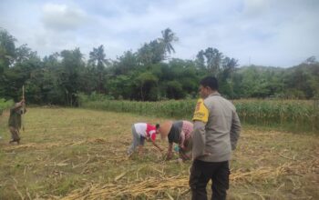 Ketahanan Pangan Banyumulek: Polisi Aktif Dampingi Petani Jagung