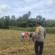 Sinergi Polisi dan Petani di Banyumulek Perkuat Ketahanan Pangan Lokal