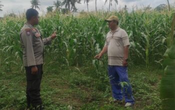 Pemanfaatan Pekarangan dan Jagung Siap Panen, Banyumulek Jadi Contoh Ketahanan Pangan NTB