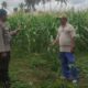 Polri Dukung Ketahanan Pangan di Desa Banyumulek: Sinergi Bhabinkamtibmas dan Petani Jagung