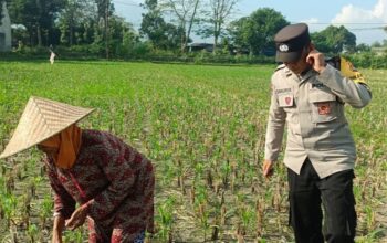 Polsek Gerung Perkuat Ketahanan Pangan Lewat Pendampingan Petani di Babussalam