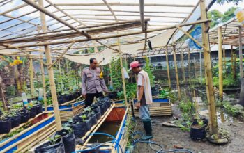 Bhabinkamtibmas Desa Bajur Dorong Kemandirian Pangan Warga Tempit