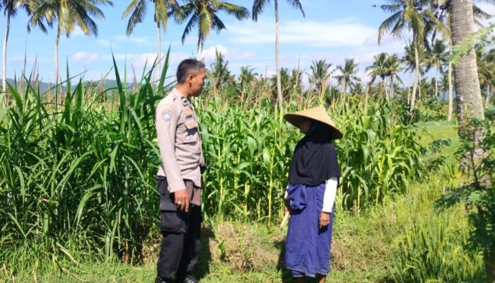Polisi Sambangi Petani Jagung Eyat Mayang, Bangun Ketahanan Pangan Lokal