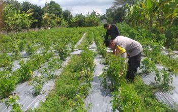Bhabinkamtibmas Jagaraga Gencarkan Sosialisasi Ketahanan Pangan, Dorong Petani Manfaatkan Lahan