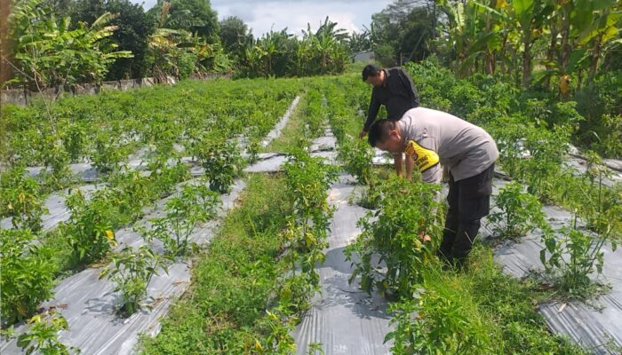 Inisiatif Ketahanan Pangan Dimulai dari Pekarangan Warga di Desa Jagaraga, Kuripan