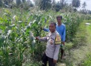 Bhabinkamtibmas Montong Are Dorong Ketahanan Pangan Melalui Pendataan Petani Jagung