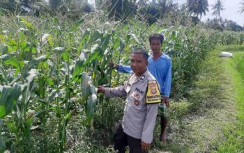 Bhabinkamtibmas Montong Are Dorong Ketahanan Pangan Melalui Pendataan Petani Jagung