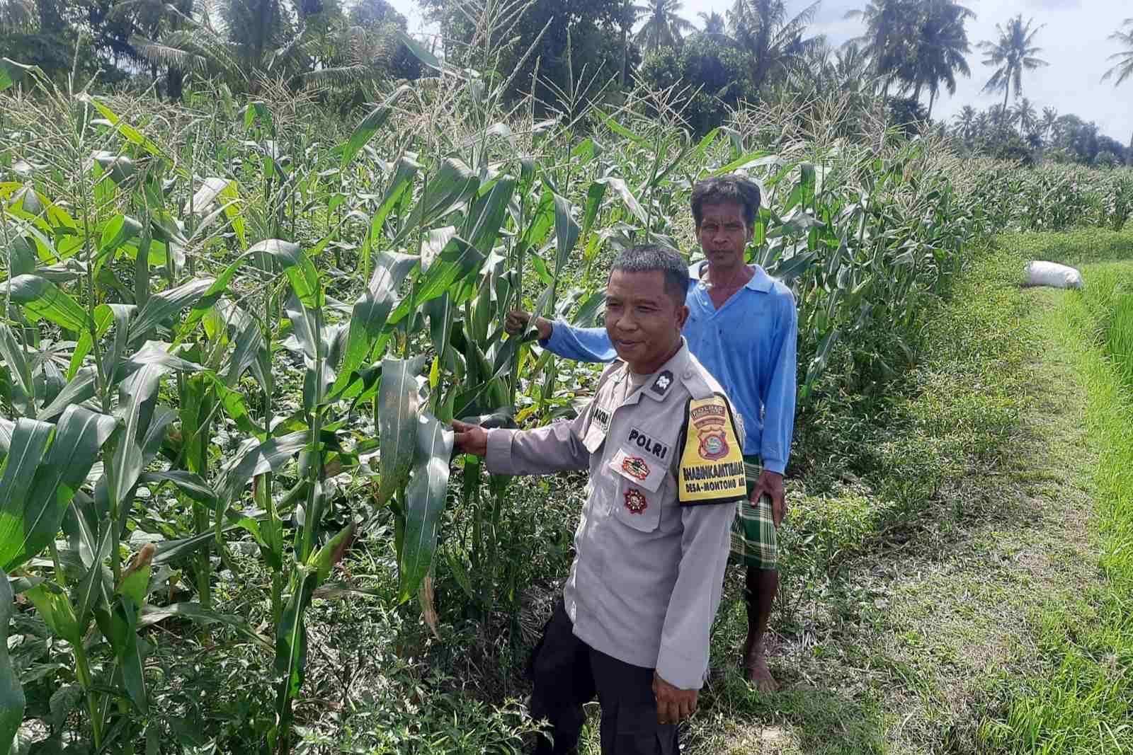 Bhabinkamtibmas Montong Are Dorong Ketahanan Pangan Melalui Pendataan Petani Jagung