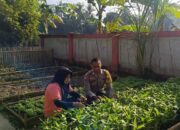 KWT Dusun Pemangket Ubah Pekarangan Jadi Kebun Sayur Produktif di Kuripan Utara