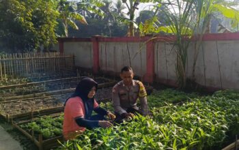 KWT Dusun Pemangket Ubah Pekarangan Jadi Kebun Sayur Produktif di Kuripan Utara