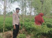 Ketahanan Pangan Dimulai dari Desa, Bhabinkamtibmas Dampingi Petani Cabai di Kediri Lombok Barat