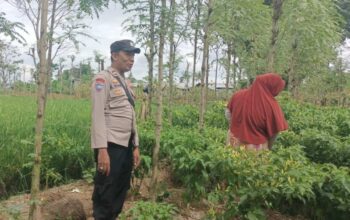 Bhabinkamtibmas Kediri Turun ke Sawah, Dorong Kemandirian Pangan Warga