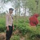 Bhabinkamtibmas Kediri Turun ke Sawah, Dorong Kemandirian Pangan Warga